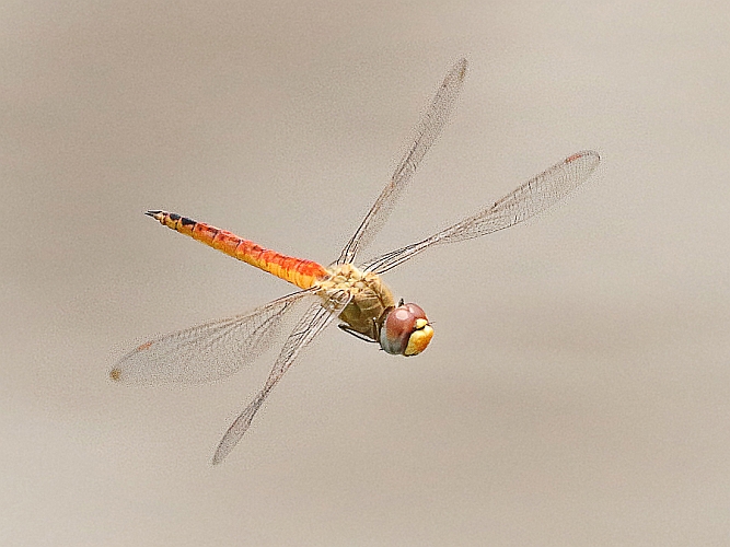 Pantala flavescens (Wandering Glider) male 1.jpg